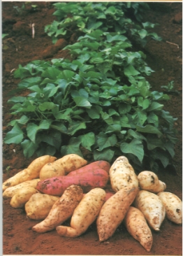 Alquimia da Cozinha : Batata doce com maçãs (Abrindo os caminhos da&nbsp;felicidade)