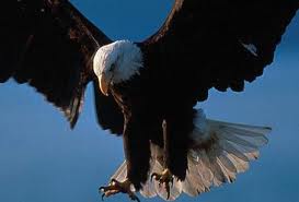 Ritual para despertar seu animal&nbsp;Totem