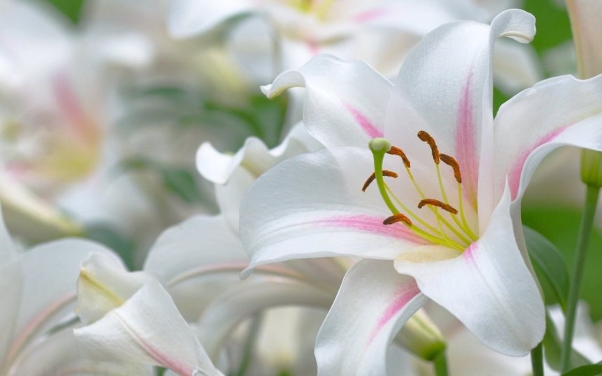 flores brancas