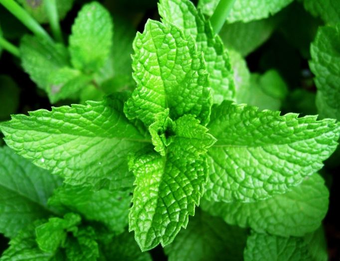 Magia para Recordar de suas Vidas&nbsp;Passadas