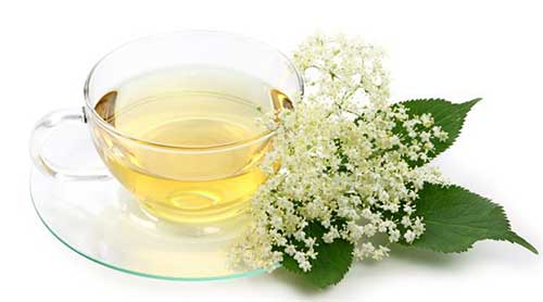 Sabugueiro – A Varinha das&nbsp;Varinhas